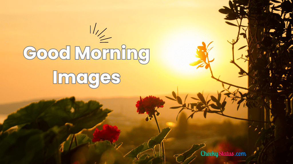 218+ Beautiful Good Morning Images to Brighten Your Day!