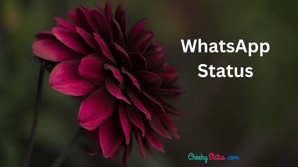 101+ Popular WhatsApp status Images and Quotes 2023